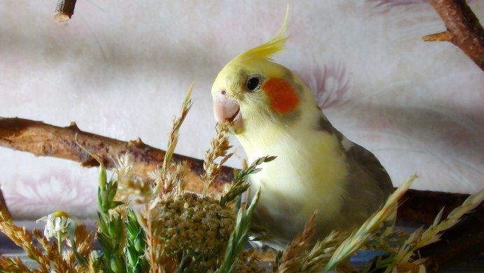 Попугай с хохолком корелла