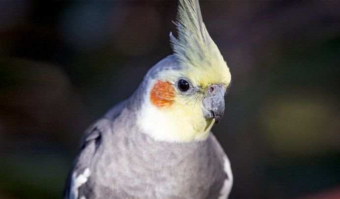 Попугай корелла дикий