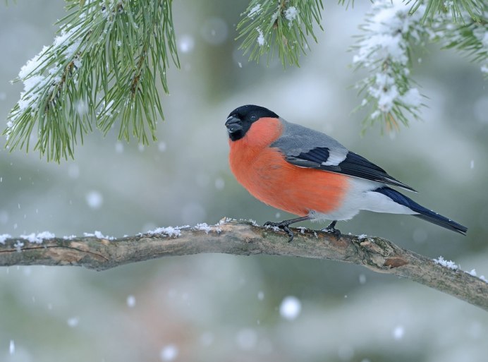 Маленький Снегирь