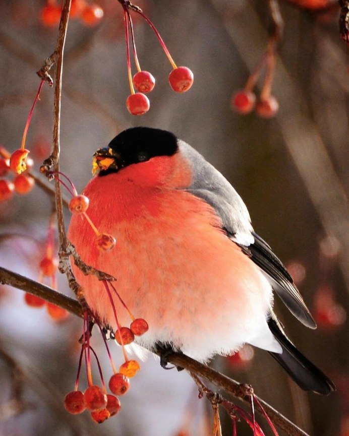 Дальневосточный Снегирь