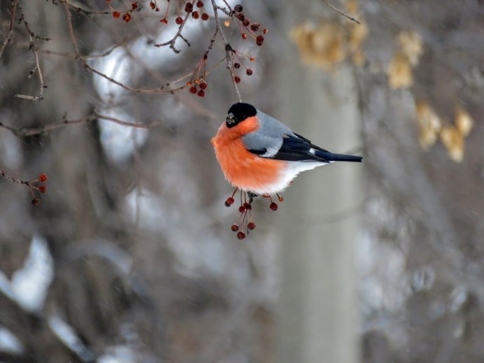 Животные Снегирь