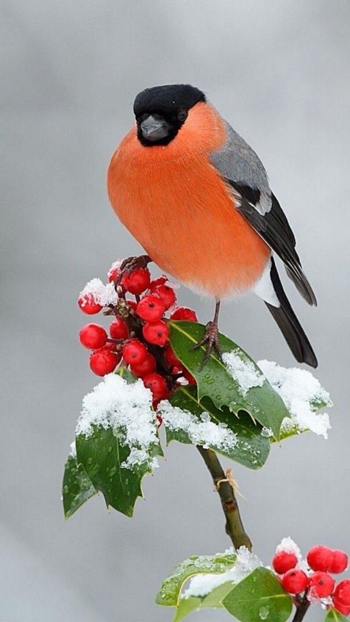 Зяблик и Снегирь