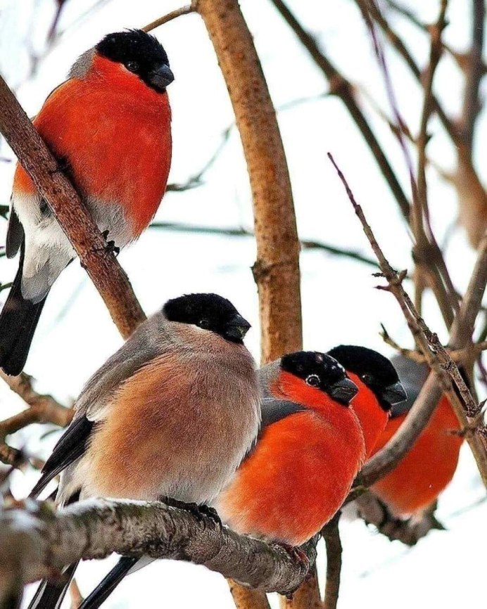 Воробьинообразные Снегирь