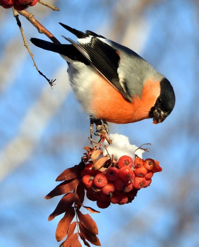 Желтогрудый Снегирь