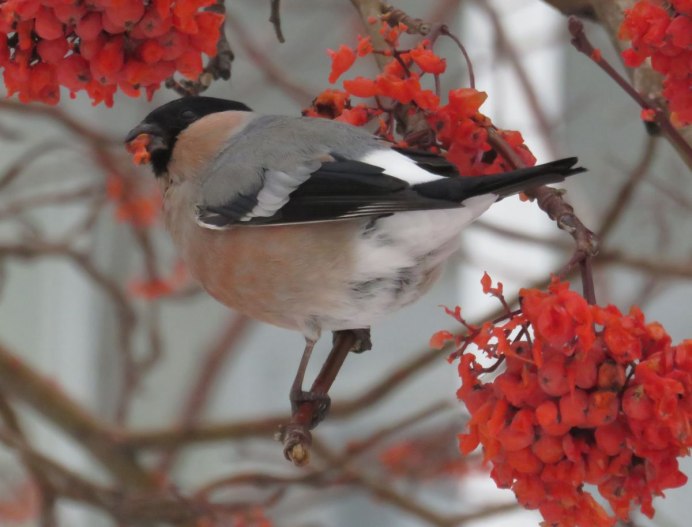 Зимние птицы Снегирь
