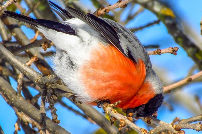 Желтогрудый Снегирь