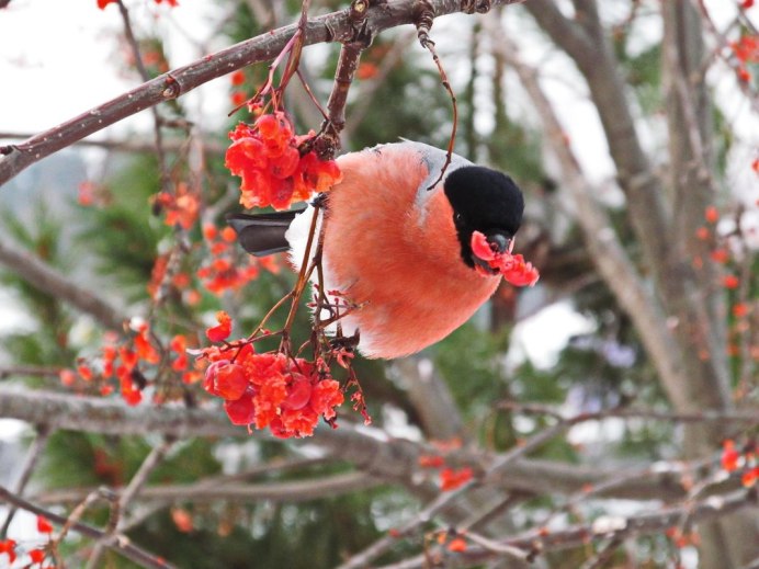 Красногрудый Снегирь