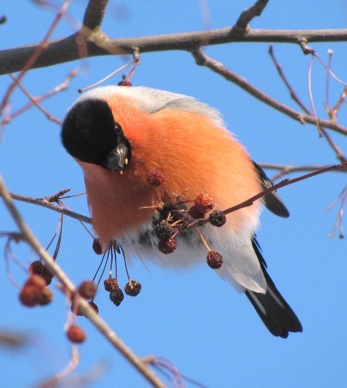 Снегирь фото птицы