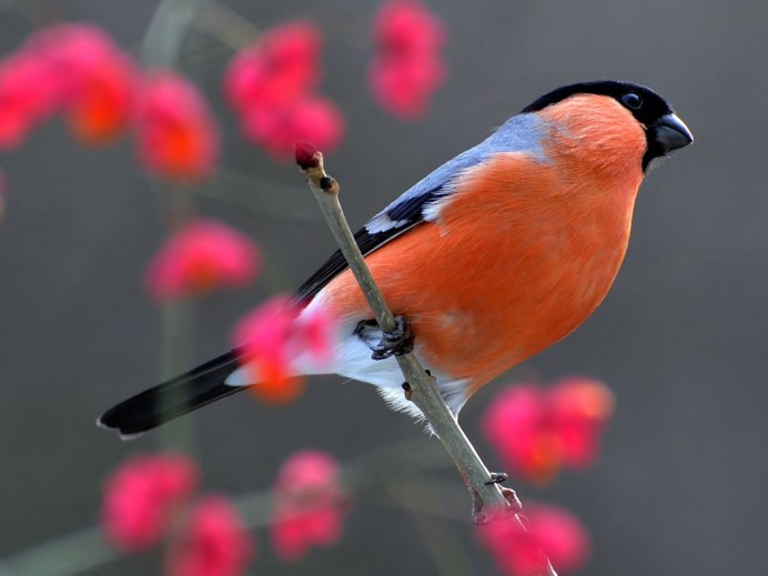 Снегирь обыкновенный pyrrhula pyrrhula