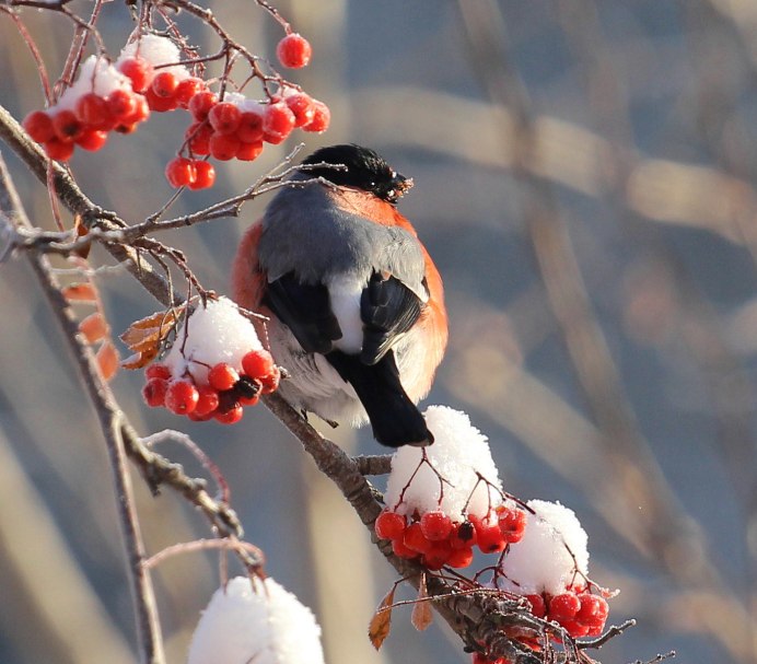 Красивые птицы