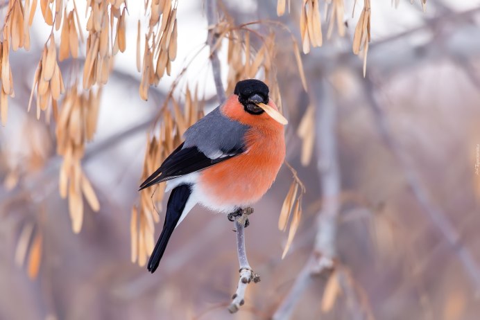 Забавные Снегири
