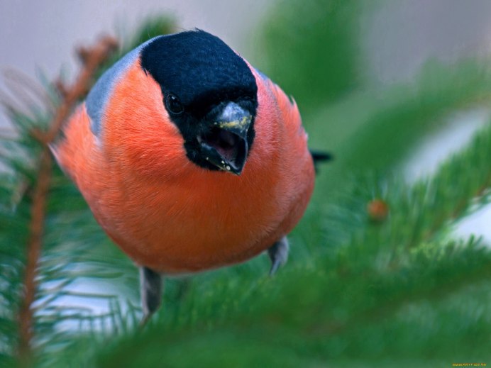 Снегирь обыкновенный pyrrhula pyrrhula