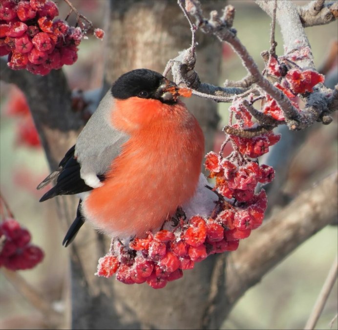 Обои на телефон природа зима Снегири
