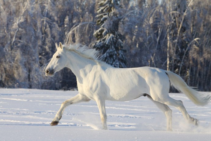 Лузитано лошадь