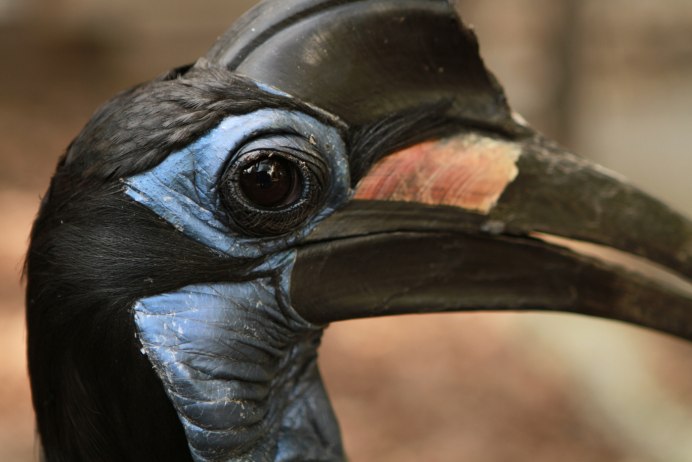 Страус эму глаза