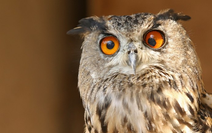 Краснохвостый Дрозд