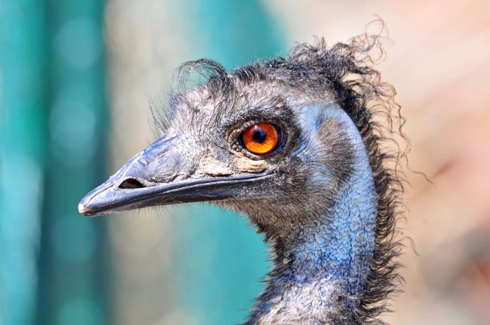 Слепой Совенок Зевс