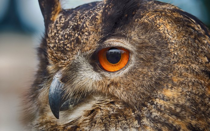 Глаза животных