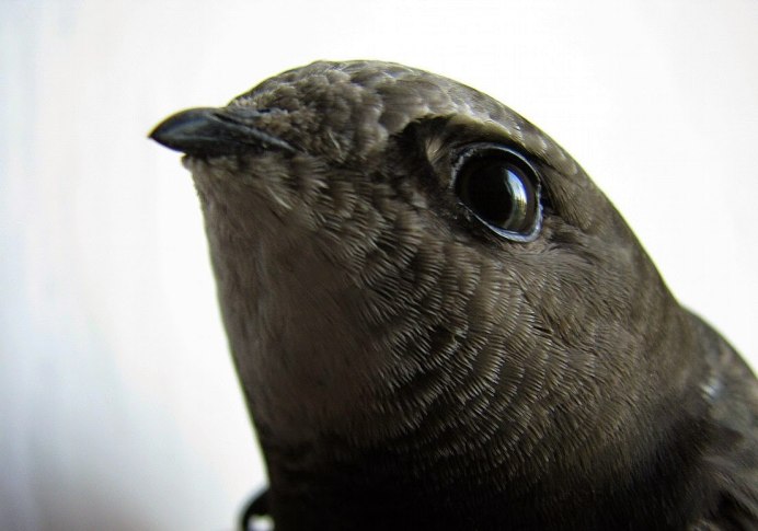 Красивые голуби