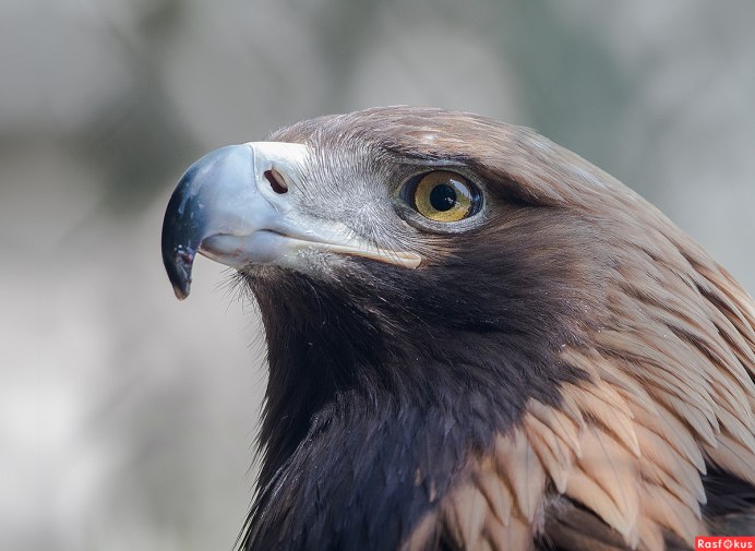 Галчонок ворон