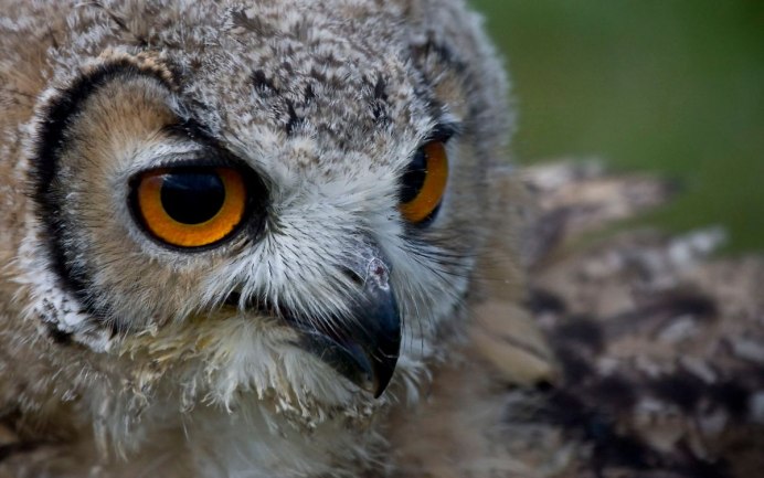 Глаза птицы прищуренный