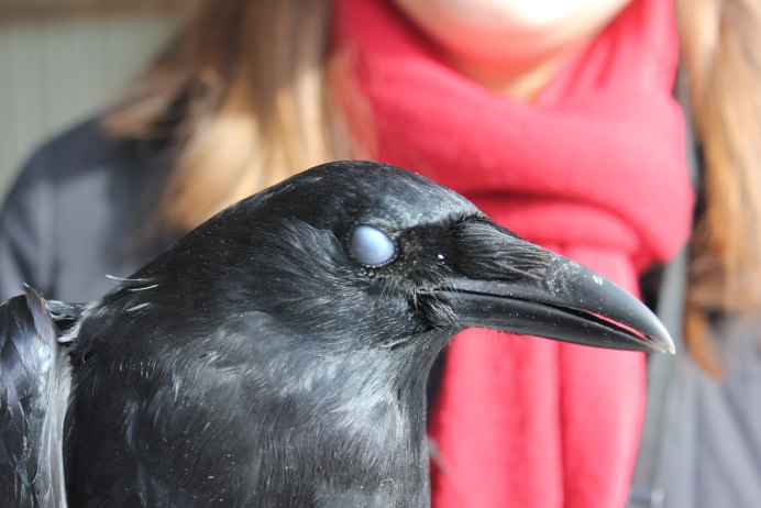 Филин кислота в глаза