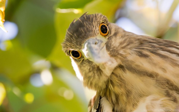 Птица с серыми глазами