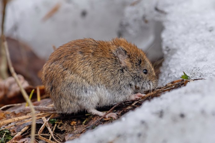Красная полевка (Myodes rutilus Pallas, 1779)