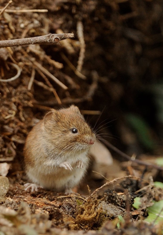 Полёвка рыжая (лат. Myodes glareolus)