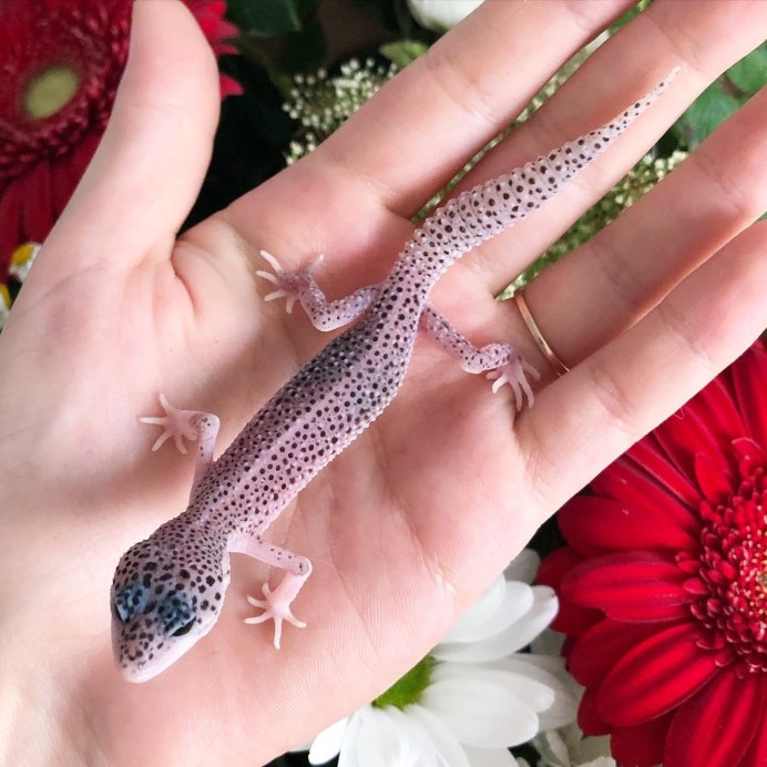 Геккон пятнистый эублефар