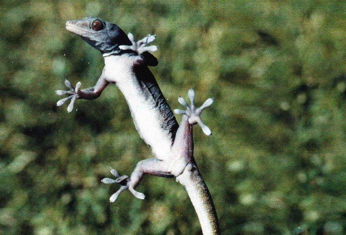 Геккон эублефар