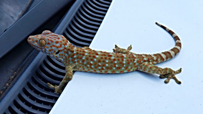 Пресмыкающиеся эублефар