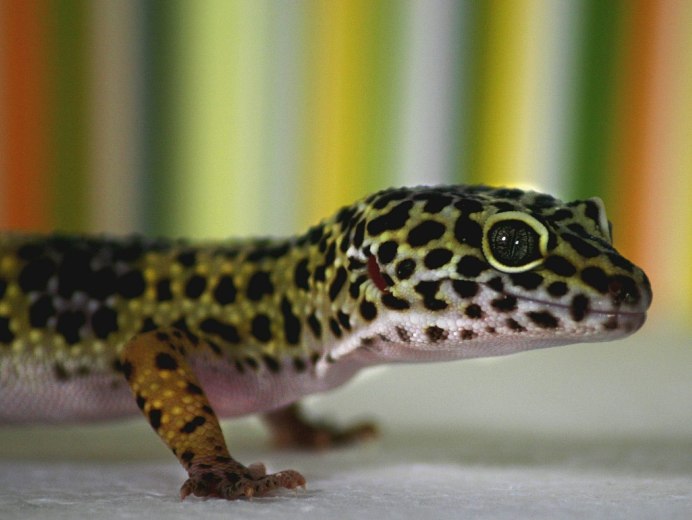 Шишкохвостый геккон