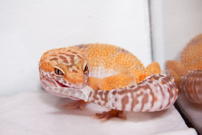 Пискливый геккончик