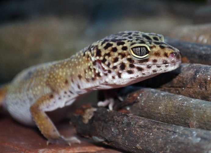 Цепкохвостый геккон