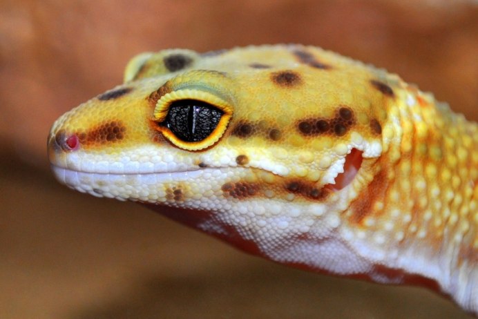 Якусимский геккон