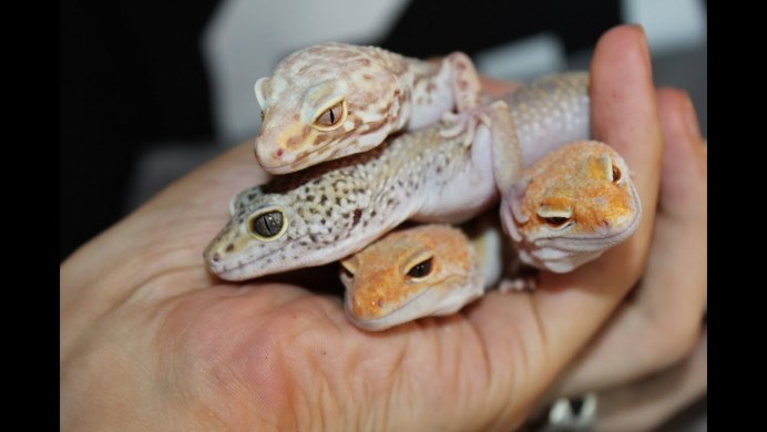 Геккон бананоед