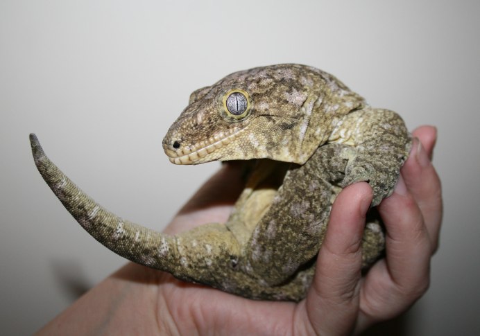 Геккон бананоед