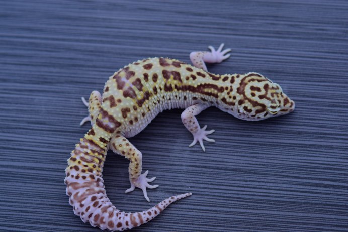 Якусимский геккон