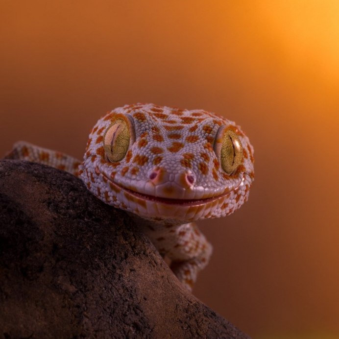 Пятнистый леопардовый эублефар