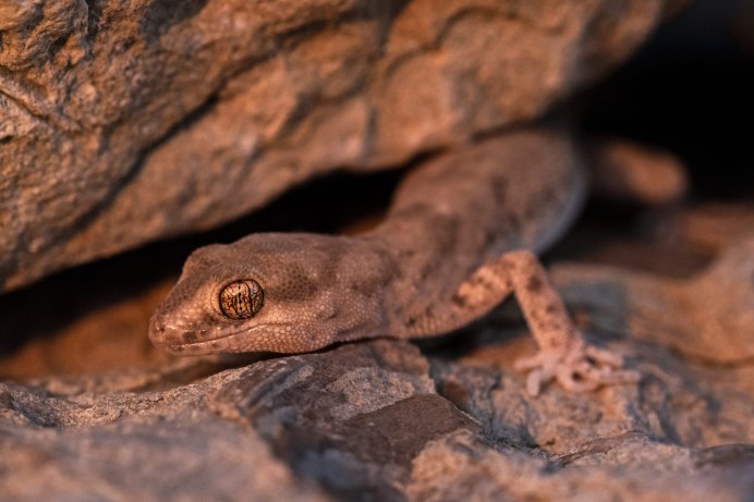 Ушастый новокаледонский геккон