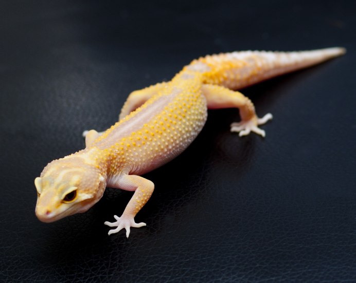 Геккон эублефар розовый