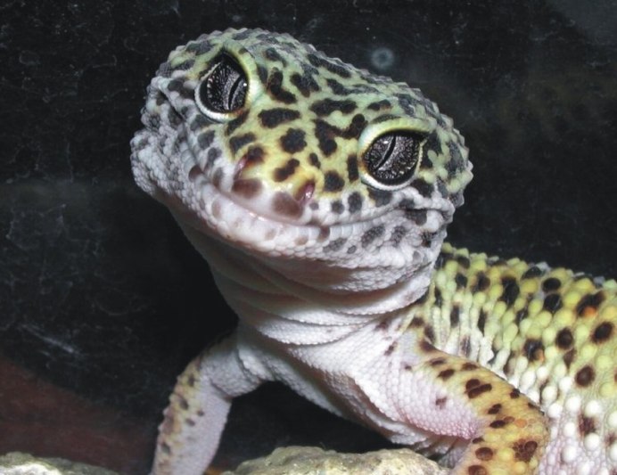 Геккон Hemiphyllodactylus