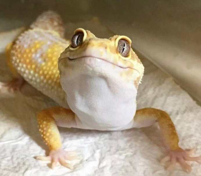 Гигантский геккон-бананоед