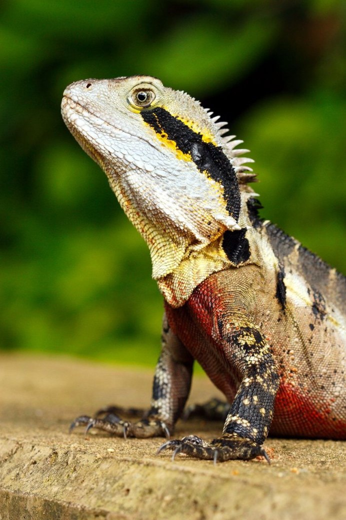 Кривопалый геккон