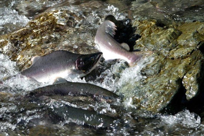 Горбуша Сахалин