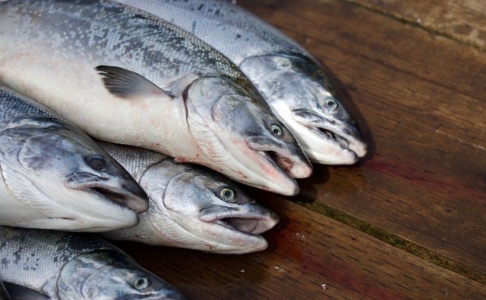 Голец Даватчан