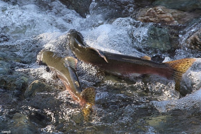 Улов семги