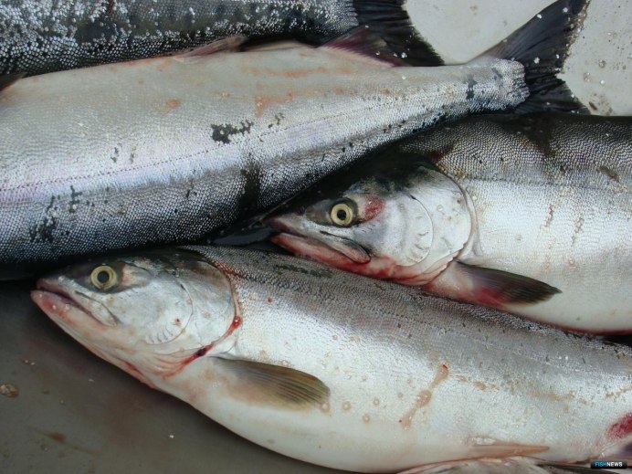 Таймень Енисейский