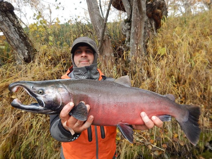 Чавыча Охотское море